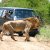 Safaris inolvidables en África del Sur