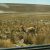 Pampa Galeras, en busca de las vicuñas del Perú