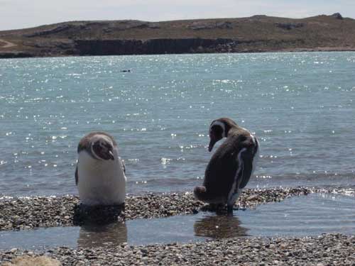 pinguinospatagonicos.jpg